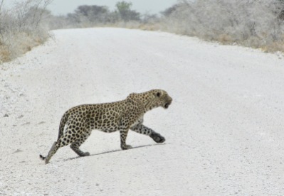 Leopard im Etosha