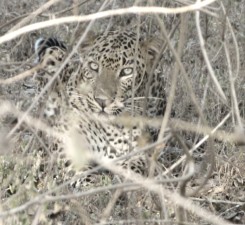 Leopard im Yala NP