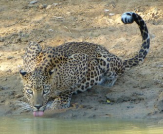 Durstiger Leopard