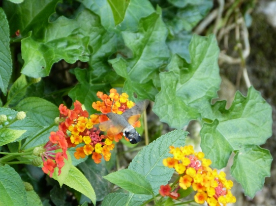 Schmetterling im Giardino Giusti