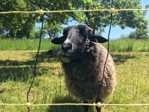 Schafe am Feldrand