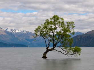 Lake Wanaka Lone Tree