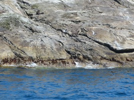Seelöwen am Doubtful Sound