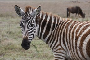 Zebra im Ngorongoro-Krater