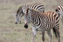 Zebras im Ngorongoro-Krater